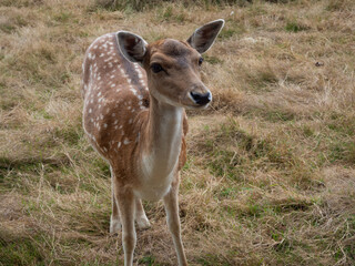 a deer in captivity