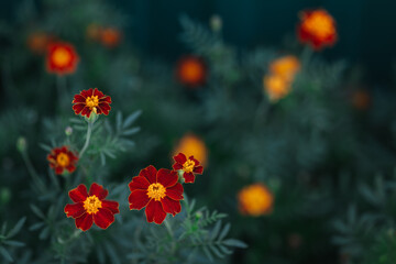 Bright orange marigold flowers (Tagetes patula) on dark green background.