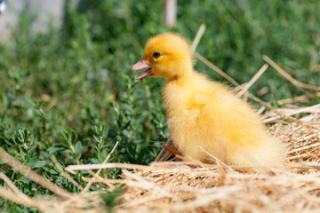 small duck who discovers life