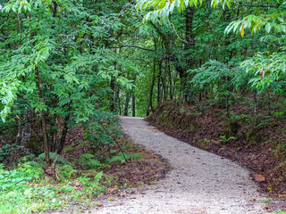 path in the forest