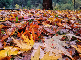 autumn leaves on the ground