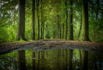 Tree lined road in a forest with water puddle reflection during summer (Malle, Belgium)
