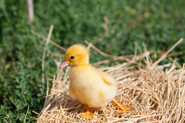 small duck who discovers life
