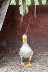 Domestic duck Duck on green grass