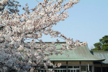 小金井公園の桜（東京都）
