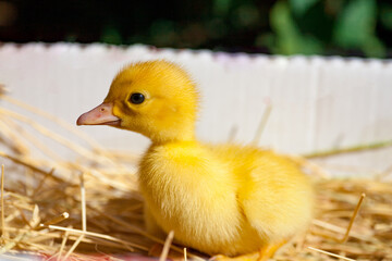 small duck who discovers life