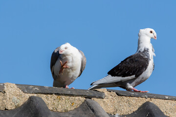 altholländisches Möwchen