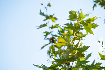 sycamore leaves, leaf, plane tree, autmn, 