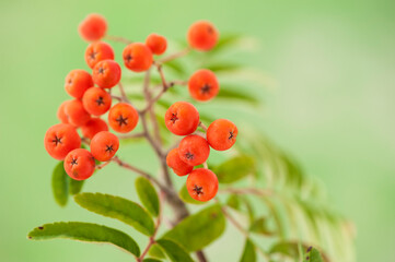 Orange ripe rowan berries on the twig (Sorbus aucuparia)
Close-up of rowan berries on green blurred background. 
