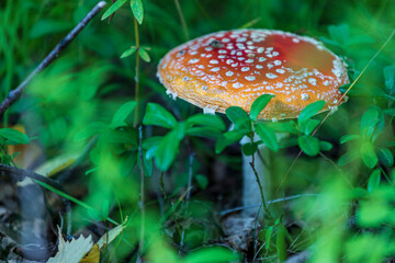 Mushroom fly agaric close-up in the natural environment.