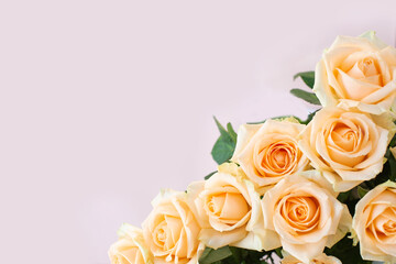 Soft beige fresh blooming rose frame on the light background.