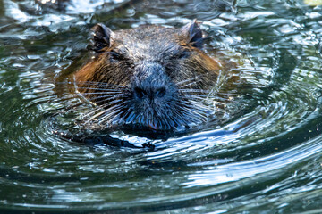 Nutria