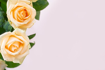 Floral background of two delicate high key beige roses macro on white