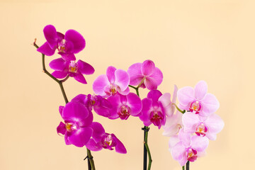 Beautiful gentle three Orchid flower heads on light background.