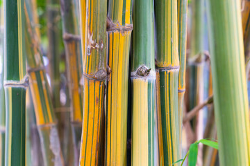 Asia bamboo branch in bamboo forest.