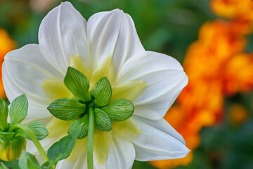 Fototapeta premium Rear view of a garden flower close up