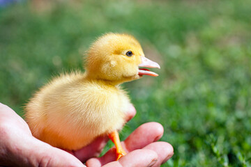 small duck who discovers life