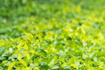 Tropical green leaf plant background.