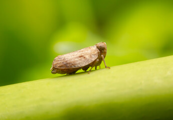 Close up of the Brown planthopper on green leaf in the garden. the  Nilaparvata lugens (Stal) on green brunch.
