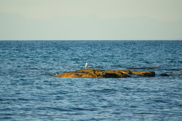 Seagull on a stone in the sea