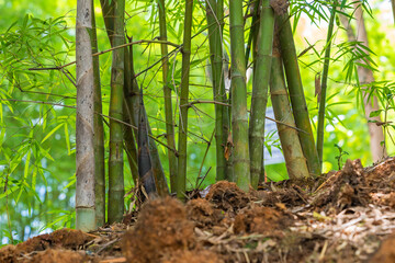 Asia bamboo branch in bamboo forest.
