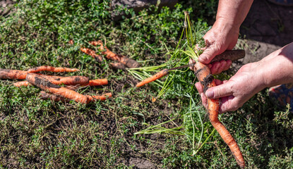 Obraz premium A close up shot of a farmer holding and cutting carrots just dug out from the ground. Agriculture and farming concept. Blurred background, copy space.