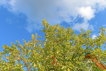 Fototapeta premium Bottom view of an Apple tree with fruit against a blue sky with white clouds