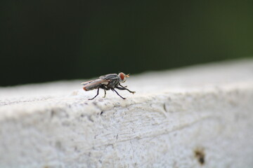 Housefly