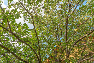 Fototapeta premium View from below on the crown of an Apple tree with yellow fruits