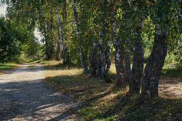 Fototapeta na wymiar Beautiful green forest in summer. Rural road, path, path, lane, path on a Sunny day in the spring forest. The sun's rays to Shine through the trees. Russian nature.
