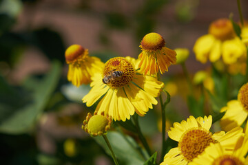 yellow flowers and morning dew