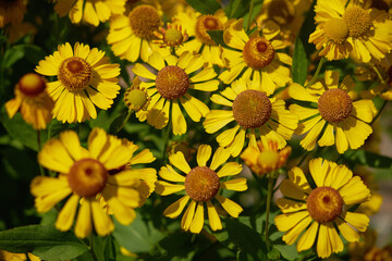 yellow flowers and morning dew