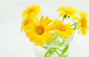 Bouquet of calendula flowers in a transparent glass close-up isolated on a white background. Yellow flowers. Details. Macro. Petals. Green stems.