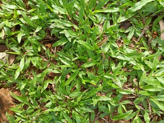 Fresh green garden grass is picked up close