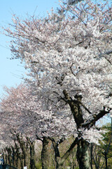 窪東公園（東京都国分寺市）