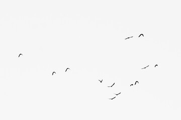 A flock of birds flying in the cloudy sky