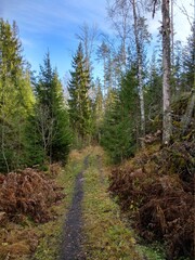 path in the forest