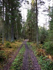 footpath in the woods