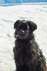 black russian terrier sit on the snow