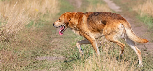 Obraz na płótnie Canvas A shot of a brown hound dog running and hunting in the country.