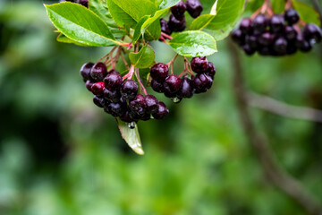 black berries on a branch after rain with water drops