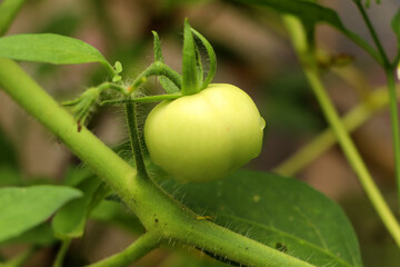 Fototapeta premium Unripe green tomatoes growing on the garden bed. Tomatoes in the greenhouse with the green fruits. The green tomatoes on a branch