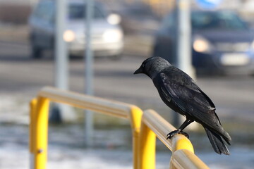 Crow in the City