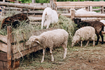 A family of ofets and goats eating hay at the farm Agriculture.