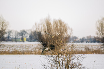 Duży drapieżny ptak siedzący na krzaku w zimowej scenerii