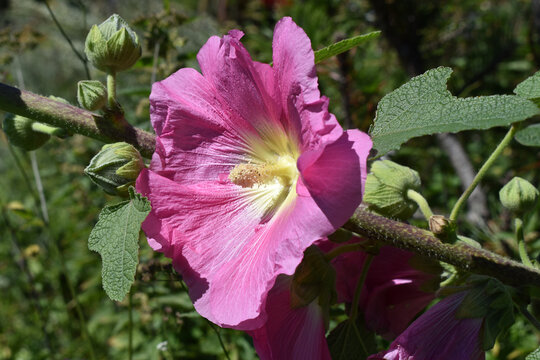 Bauernrose, intensiv rosa, pinke Malve mit gro&szlig;er Bl&uuml;te, Sommerliche Sch&ouml;nheit im klassischen Garten
