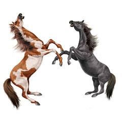 cheval indien, tacheté, marron , animal, isolé, combat, , étalon, debout, noir, galop, poney, arabe, mammifère, amoureux des chevaux, course, courir, chevalin, sauvage, ferme, jument, brun, nature, cr