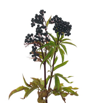 Danewort, dwarf elder plant with elderberries and leaves on twig isolated on white background with clipping path (sambucus ebulus)