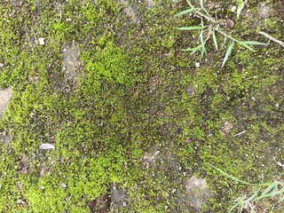 Mossy wall background in city landscape