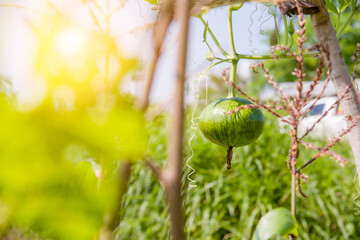 Green pumpkin hanging on the plant. pumpkin or  cultivation in a garden, with sunlight